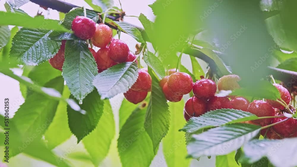 Red and ripe wild cherry fruits with leaves growing on a tree. Red and ripe wild cherry fruits with leaves growing on a tree.