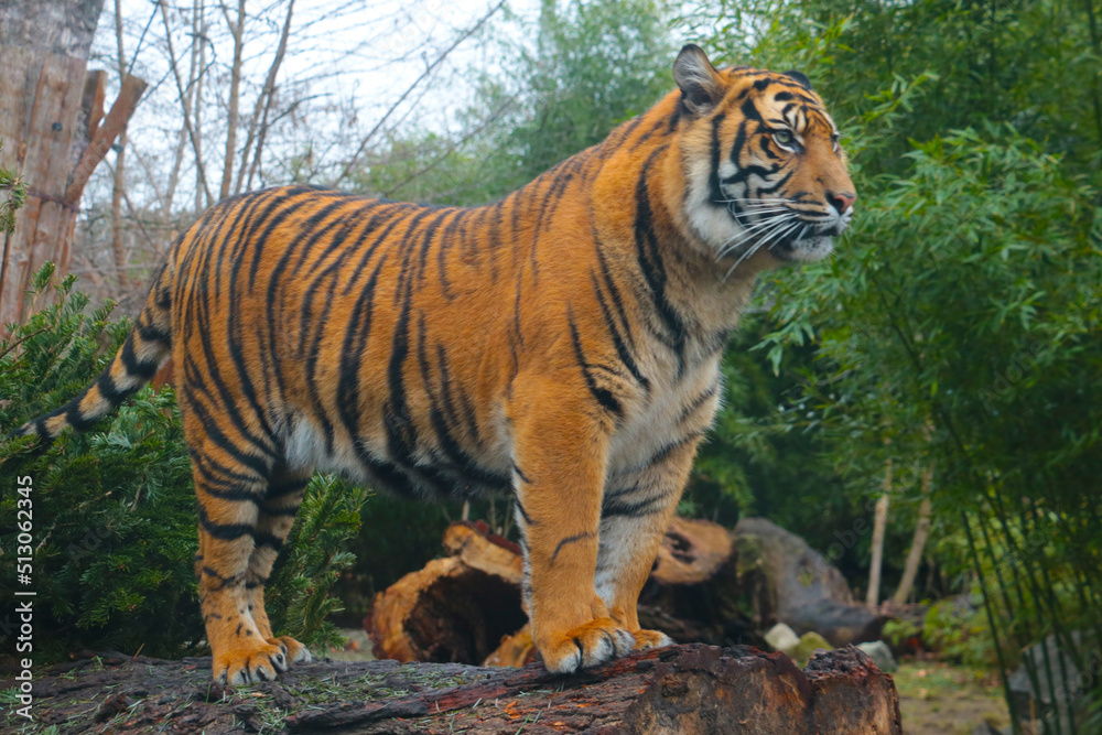 Selective focus, out of focus, a tiger stands on the trunk of a tree. Selective focus, out of focus, a tiger stands on the trunk of a tree.