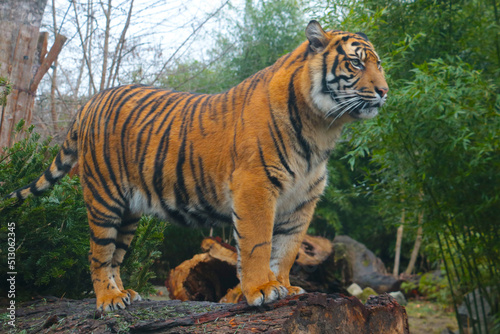 Selective focus, out of focus, a tiger stands on the trunk of a tree.