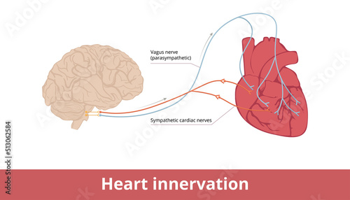 Heart innervation. Basic scheme of heart contraction and heart rate control system via vagus nerve and sympathetic cardiac nerves. photo
