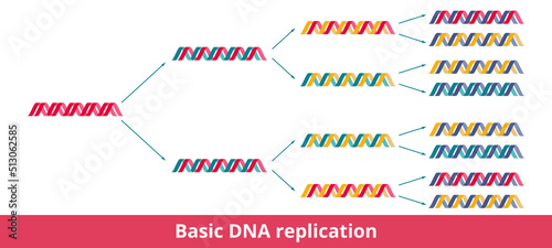 Basic DNA replication. Visualization of semiconservative DNA replication, when each daughter DNA double helix is composed of one conserved strand and one newly synthesized strand.