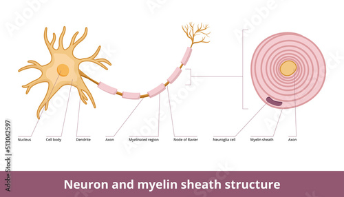 Neuron and myelin sheath structure. Visualization of neuron cell and myelin sheath structure including neuroglia cell and cross-section of the myelin sheath. photo