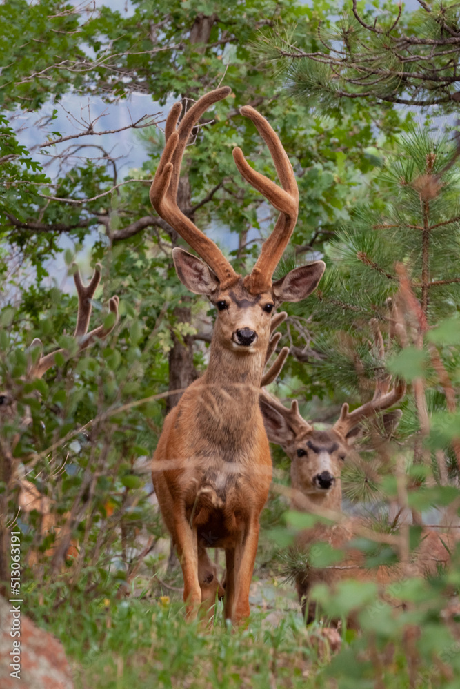 Obraz premium Crooked Horn Mule Deer with Friends