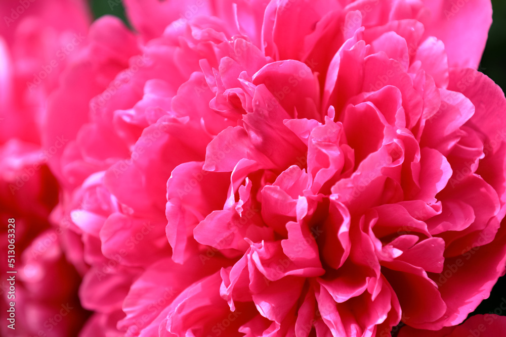 Pink peony flower blooms in sun day, close up