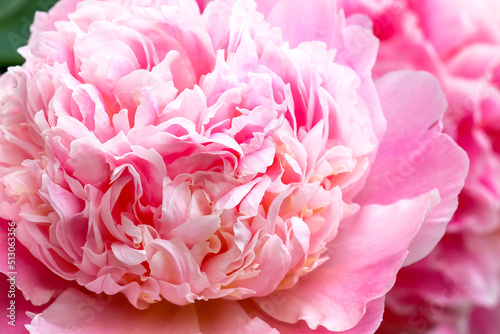 Fototapeta Naklejka Na Ścianę i Meble -  Light pink blooming peony flower, macro. Sun day