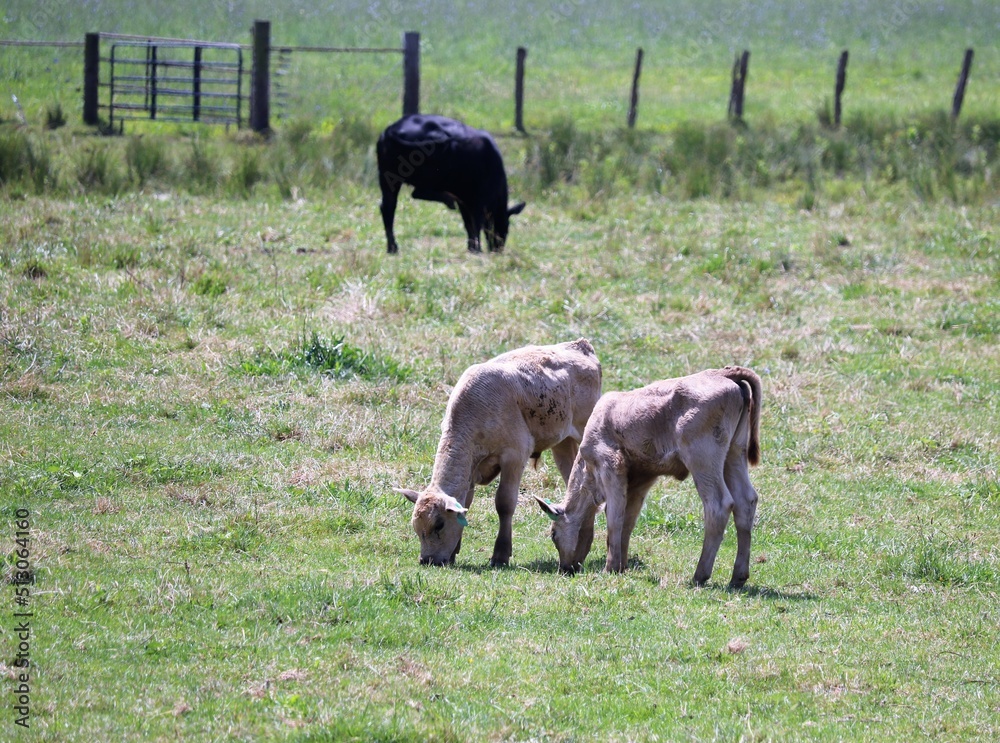 calf's in a farm field calf's in a farm field