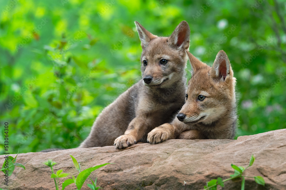 Coyote Pups (Canis latrans) Lie on Rock Looking Left Summer Coyote Pups (Canis latrans) Lie on Rock Looking Left Summer