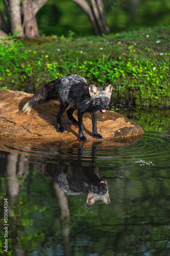 Cross Fox Adult  Vulpes vulpes  Looks Across Water Reflected Summer