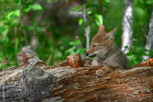 Coyote Pup (Canis latrans) Lies on Log Eyes Closed Ears Back Summer