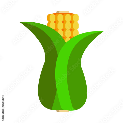 Illustration of wrapped corn isolated on white background. Fresh corn. 