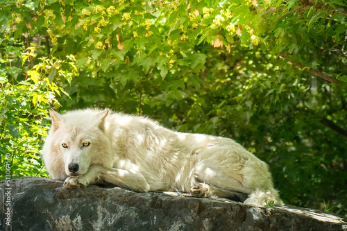 white wolf resting on on rock in forest photo