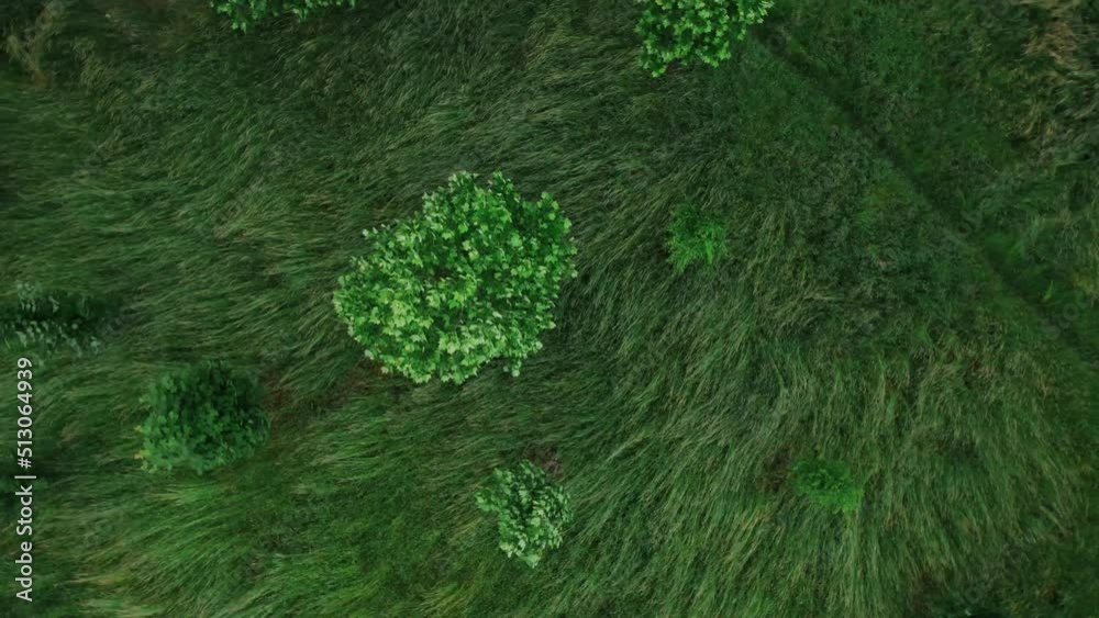 Top down aerial of the trees and grass in park in windy weather, 4k