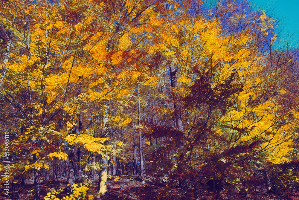 A painted image of autumn trees shining bright in the sunlight.  The image is in the style of Dabbing paint. 