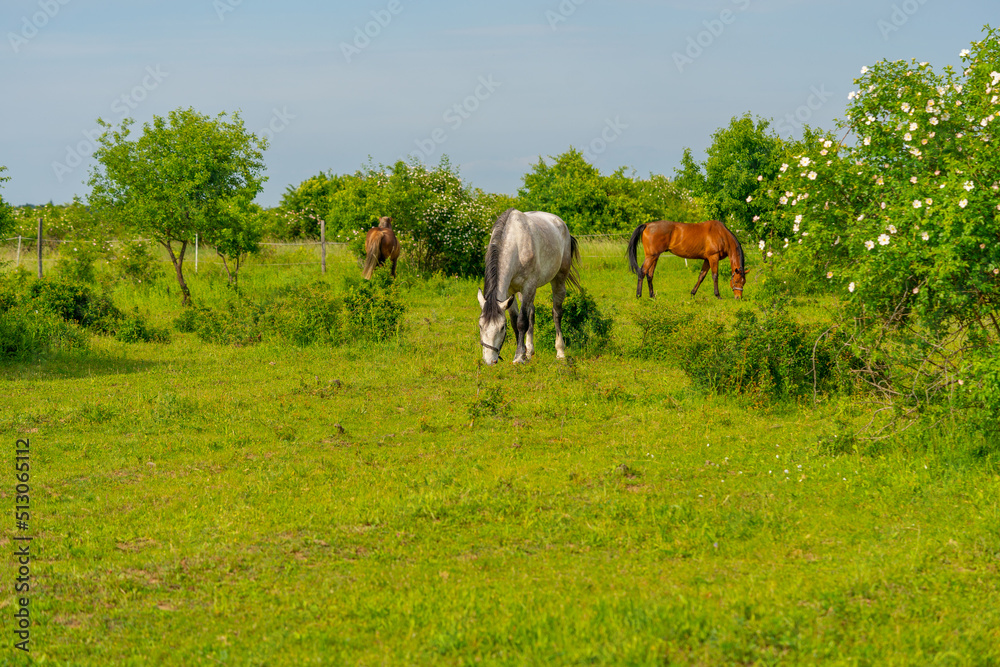 Three healthy horses on green meadow, countryside, farm, agriculture concept, blue sky, Slovakia, Europe Three healthy horses on green meadow, countryside, farm, agriculture concept, blue sky, Slovakia, Europe