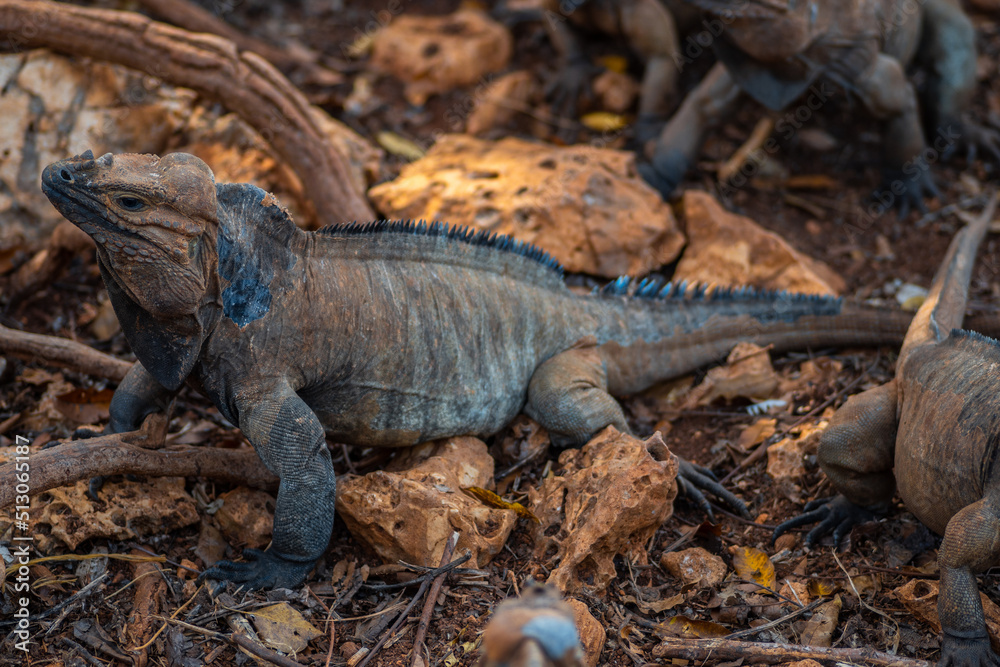 Brown iguanas in the wild, nature park. Lizard colony, close-up