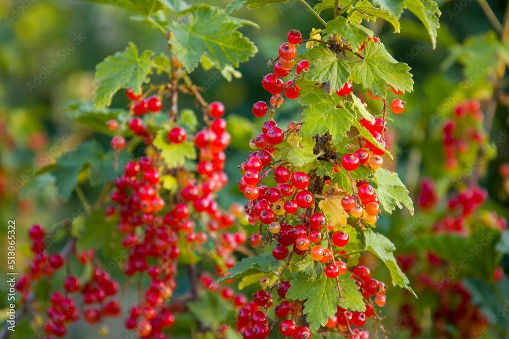 Red currant berries. Blurred background.