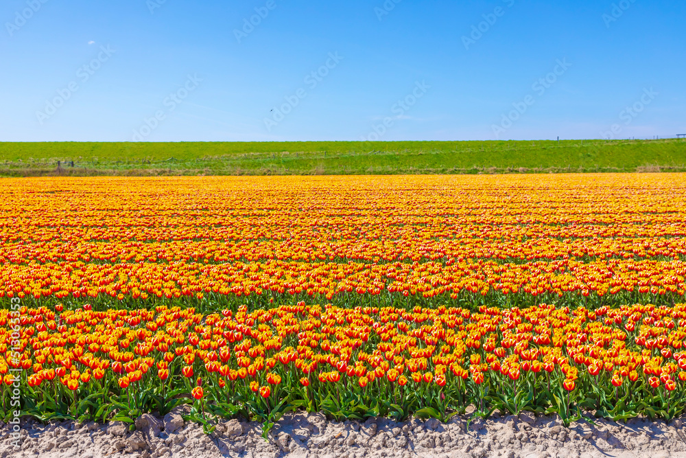 Blooming colorful Dutch yellow red tulips flower field under a blue sky. Blooming colorful Dutch yellow red tulips flower field under a blue sky.