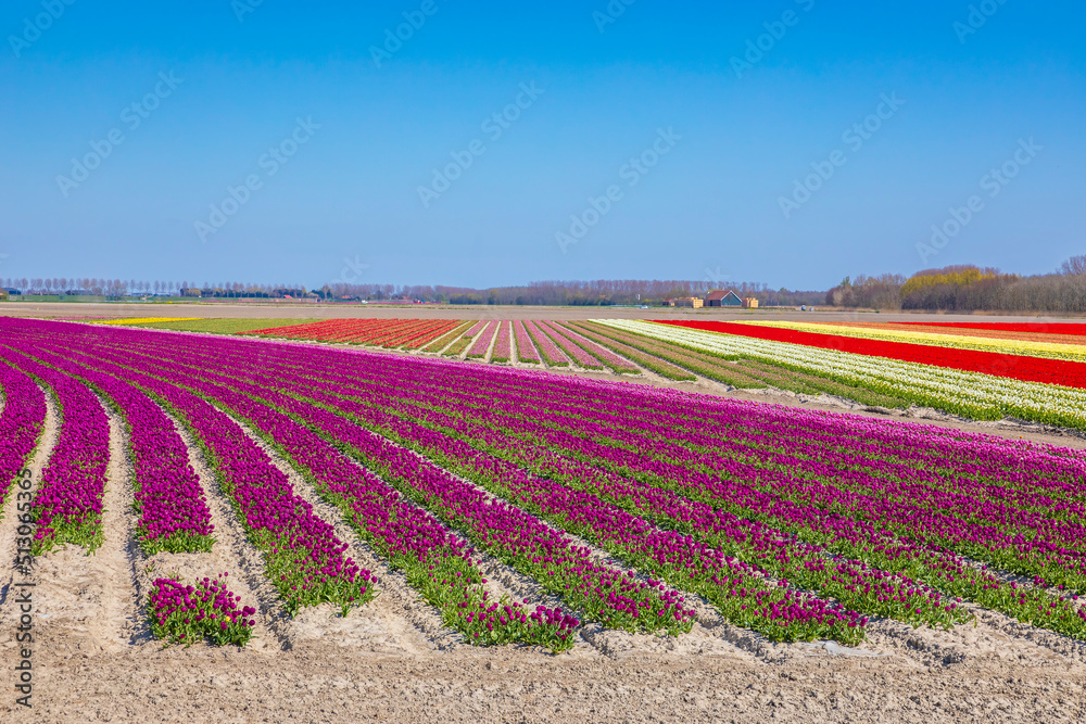Blooming colorful Dutch pink purple tulip flower field under a blue sky.