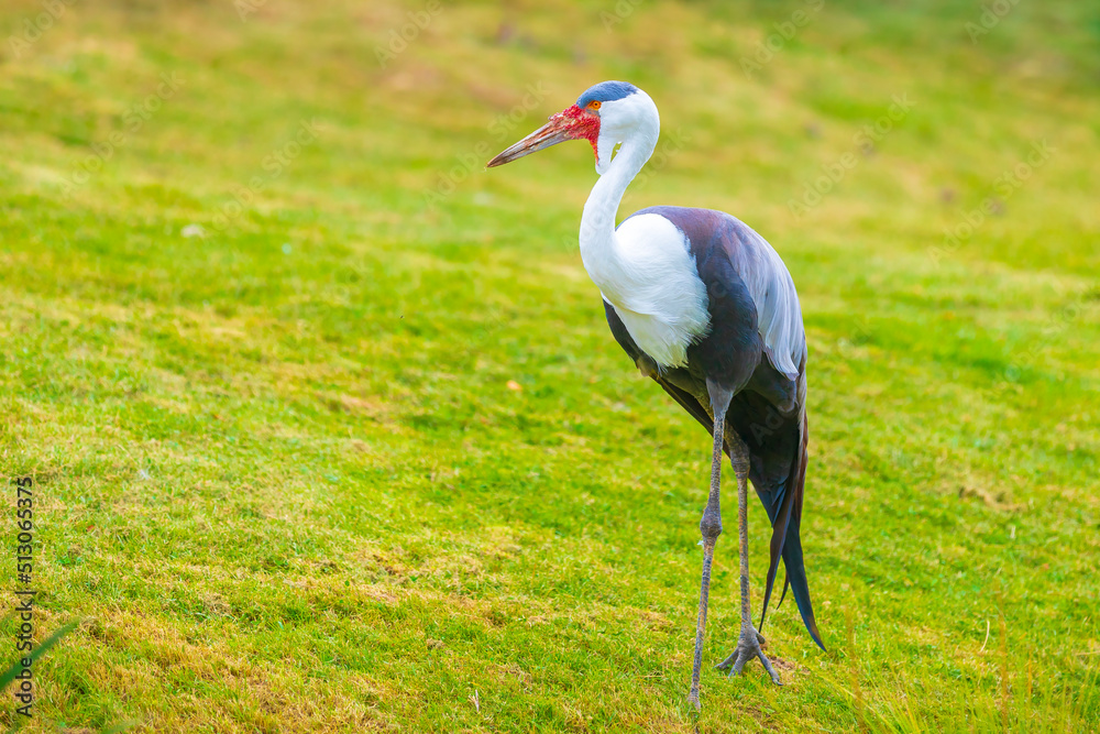 Fototapeta premium Wattled crane, grus carunculata, bird foraging in a green meadow