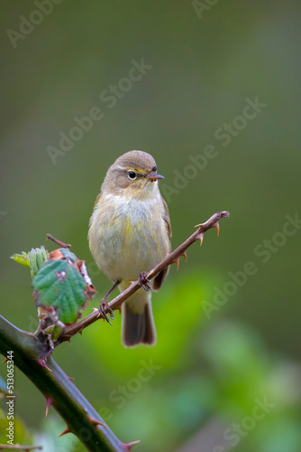 Willow warbler bird, Phylloscopus trochilus, perched.