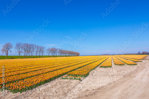 Blooming colorful Dutch yellow red tulips flower field under a blue sky. © Sander Meertins