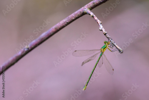 Small emerald spreadwing damselfly, Lestes virens, photo