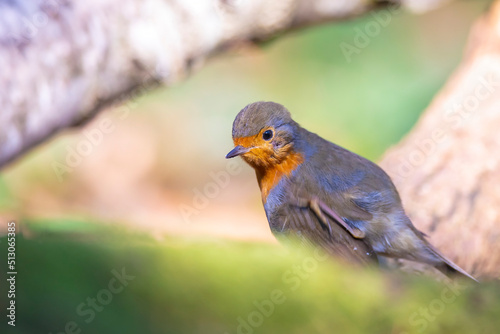 European robin bird Erithacus rubecula perched