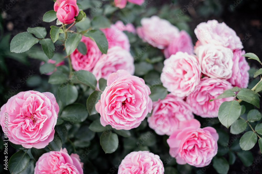 Blooming garden roses bush with rose buds and green leaves Blooming garden roses bush with rose buds and green leaves
