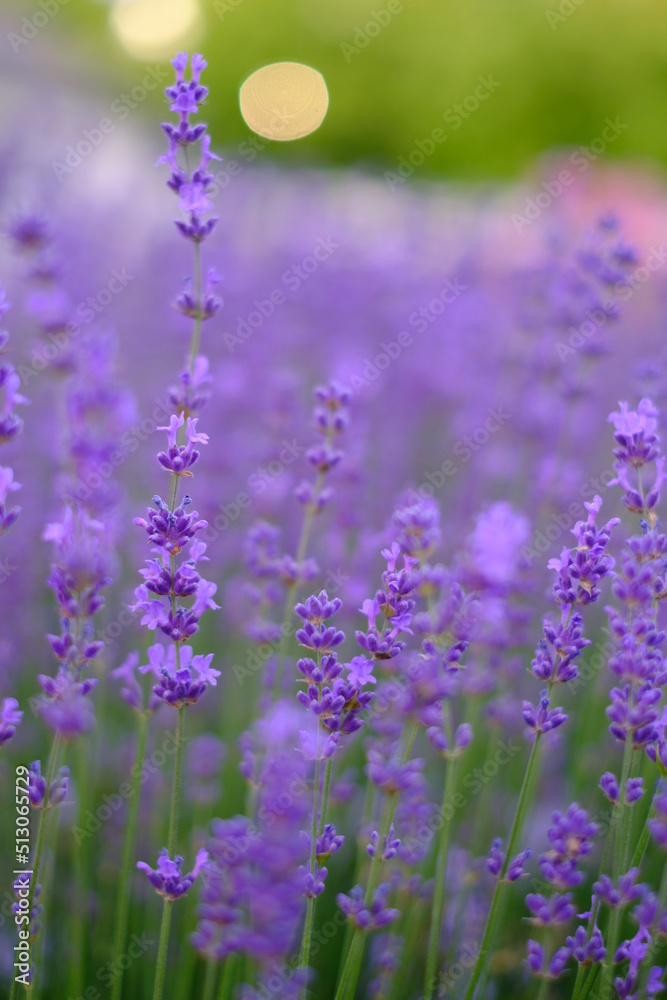 Obraz premium Lilac lavender flowers on a blurred background, close-up. Can be used as an abstract natural background.