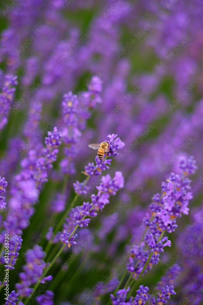Lilac lavender flowers with a wasp on a flower on a blurred background, close-up. Can be used as an abstract natural background. Lilac lavender flowers with a wasp on a flower on a blurred background, close-up. Can be used as an abstract natural background.