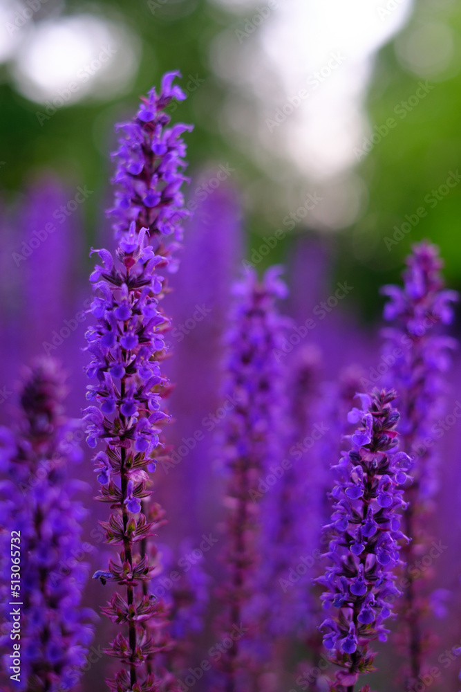 Lilac lavender flowers on a blurred background, close-up. Can be used as an abstract natural background. Lilac lavender flowers on a blurred background, close-up. Can be used as an abstract natural background.