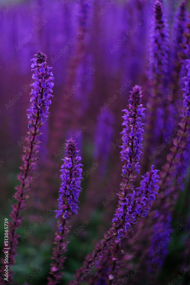 Lilac lavender flowers on a blurred background, close-up. Can be used as an abstract natural background. Lilac lavender flowers on a blurred background, close-up. Can be used as an abstract natural background.