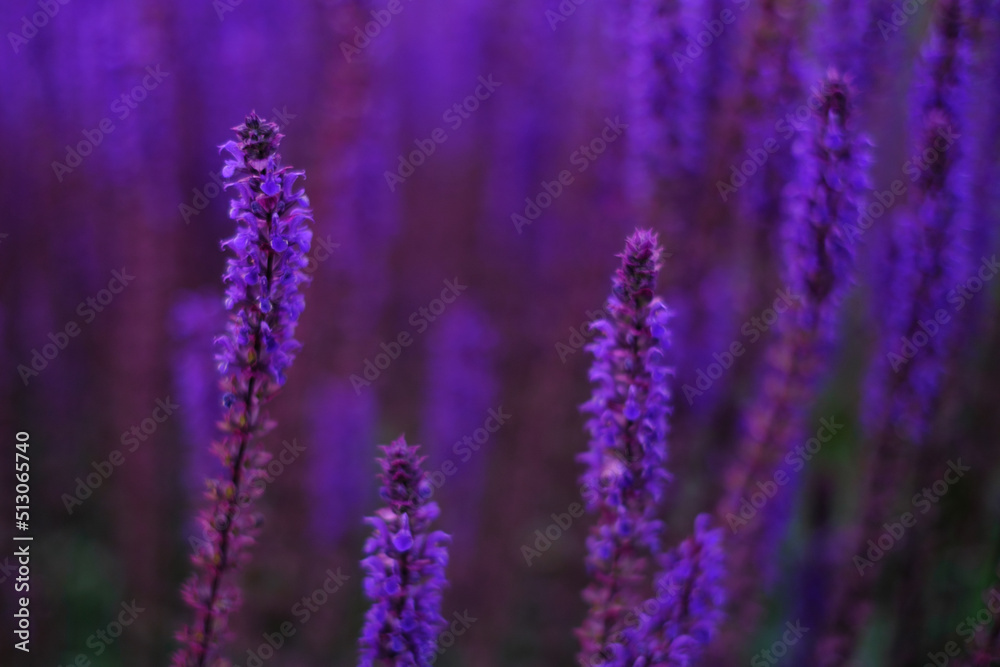 Obraz premium Lilac lavender flowers on a blurred background, close-up. Can be used as an abstract natural background.