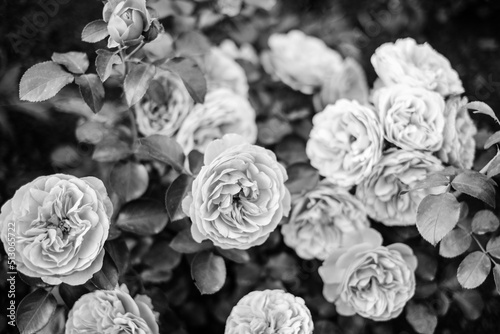 Blooming garden roses bush closeup in black and white