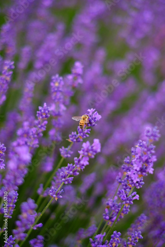 Lilac lavender flowers with a wasp on a flower on a blurred background  close-up. Can be used as an abstract natural background.
