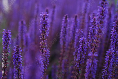 Lilac lavender flowers on a blurred background, close-up. Can be used as an abstract natural background.