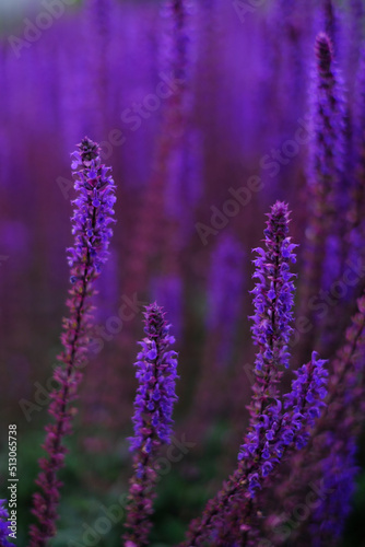 Lilac lavender flowers on a blurred background, close-up. Can be used as an abstract natural background.