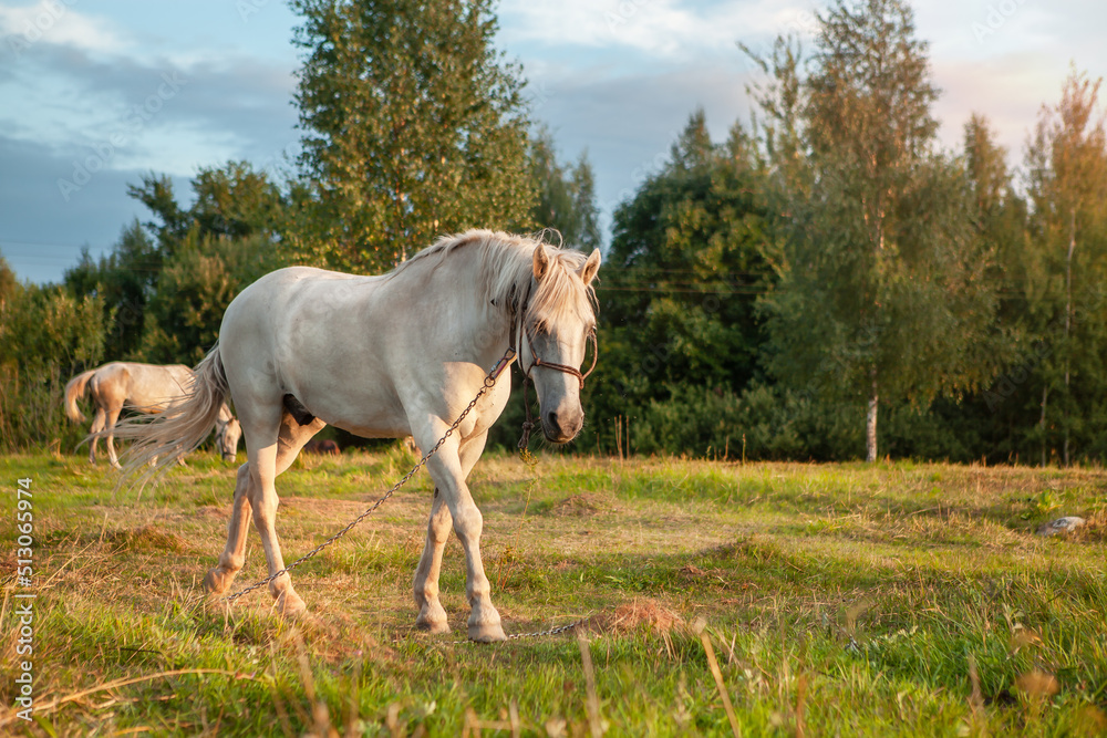 A white horse grazes in a meadow at sunset.