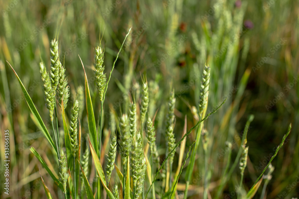 raw green unripe wheat field 
