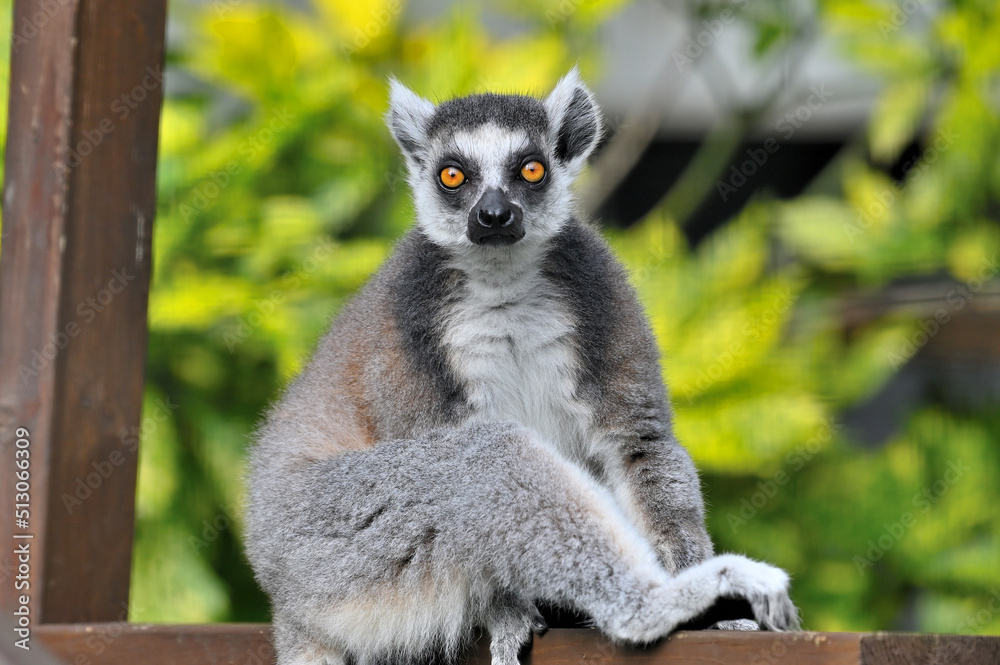 Obraz premium 到津の森公園「ワオキツネザル」