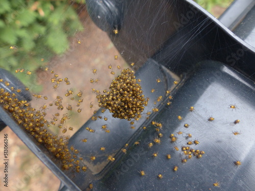 Yellow spaders nest on a bin 