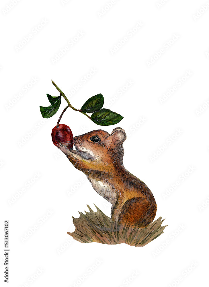 Fototapeta premium Watercolor brith illustration of forest animal mouse holding a branch of Dog-rose isolated on white background. 