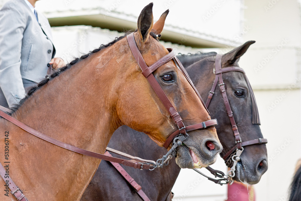 Close up view of two horses carrying people on the city street. Animals concept. Close up view of two horses carrying people on the city street. Animals concept.