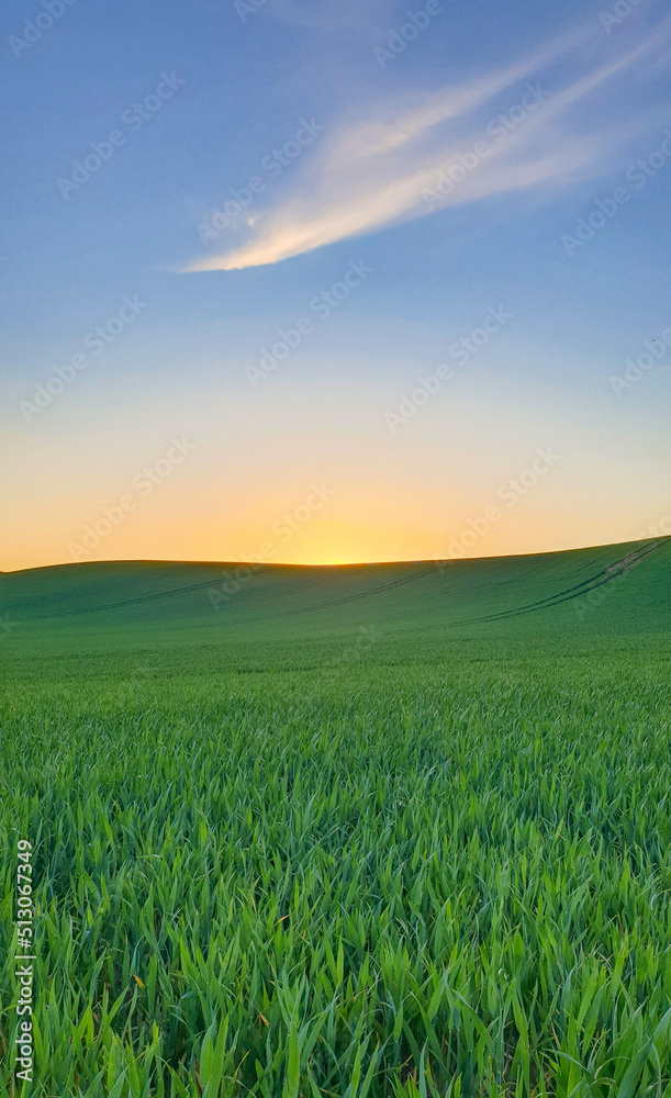 Fototapeta premium Green field and blue sky