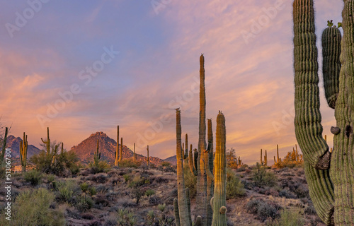 Early Morning AZ Sonoran Desert Scenery With Cactus & Dove © Ray Redstone