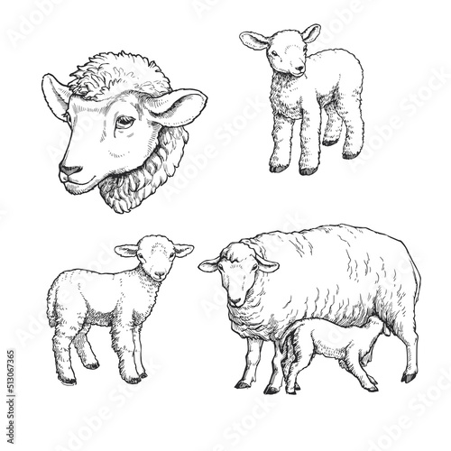 Vector hand drawn illustration of sheeps. Sketch of cute farm animal in sketch style. Sucking mother's milk lamb.