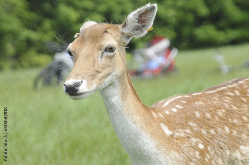 Portrait of a deer at Phoenix park, Dublin, Ireland