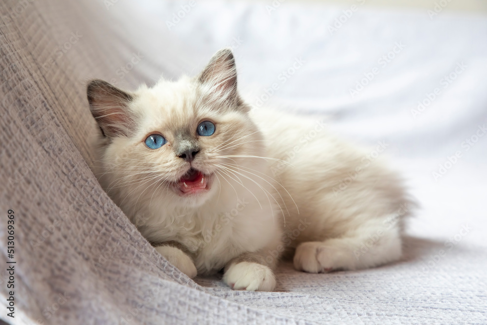 Ragdoll kitten photo shoot indoors. 11 week old ragdoll kitten. Ragdoll kitten photo shoot indoors. 11 week old ragdoll kitten.