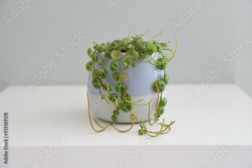 String of turtles (Peperomia prostrata) house plant in a blue pot, isolated on a white shelf and gray green background. Landscape orientation. photo