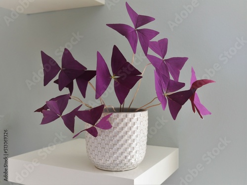 Purple Oxalis triangularis house plant, commonly known as false shamrock, in a white pot on a white shelf. Landscape orientation.
